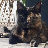 ALIX-CAT