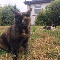 CATS