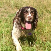 COCKER