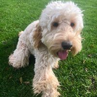 COOPER