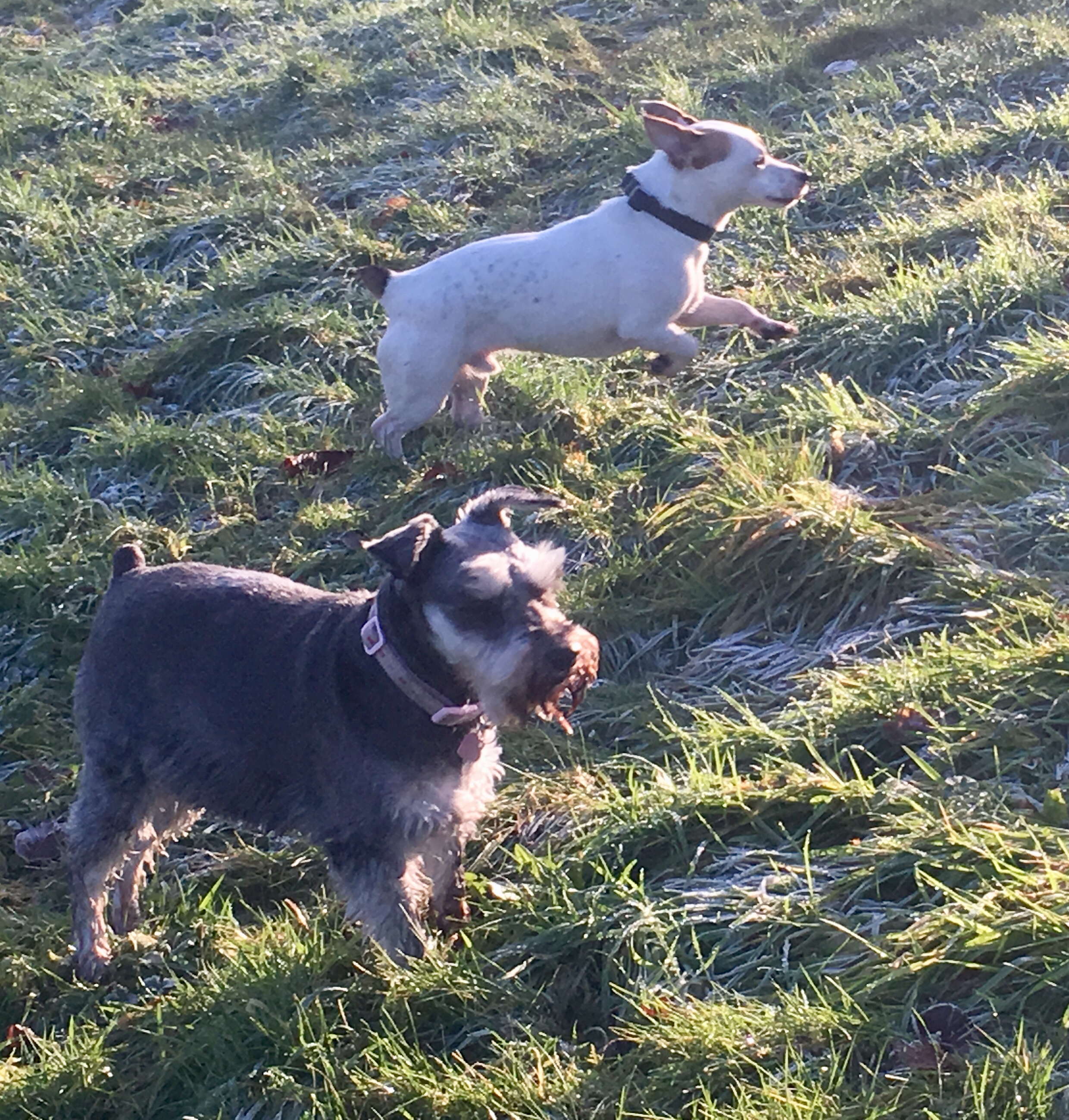 Oscar-and-Poppy