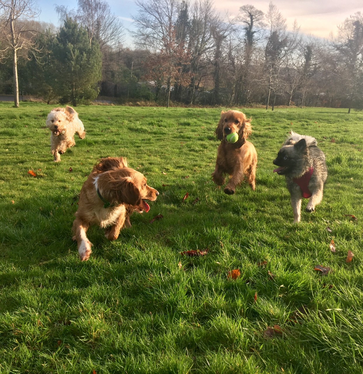 SOME-PUP-PACK