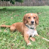 Some-Pup-