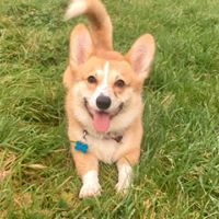 Some-Pup-