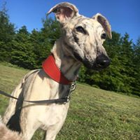 WHIPPET